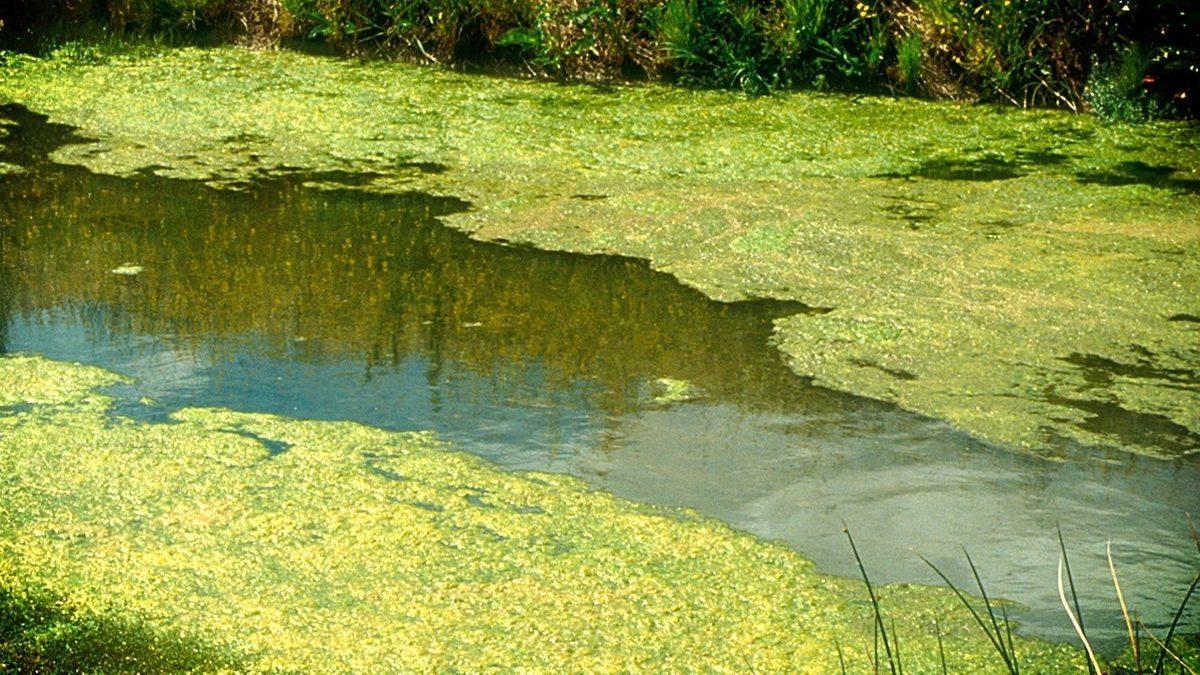 Bitkilerin 400 Milyon Yıl Önce Okyanustan Karaya Çıkması, Tüm İklimleri Değiştirmiş