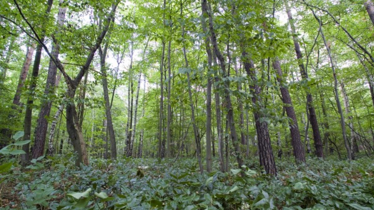 Bitkilerin 400 Milyon Yıl Önce Okyanustan Karaya Çıkması, Tüm İklimleri Değiştirmiş