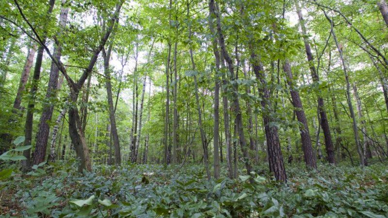 Bitkilerin 400 Milyon Yıl Önce Okyanustan Karaya Çıkması, Tüm İklimleri Değiştirmiş