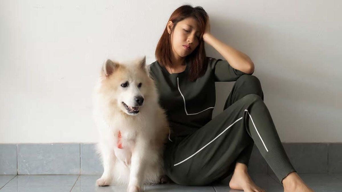 Köpekler, Stresli Olup Olmadığımızı Gerçekten Koklayarak Anlayabiliyor mu? İşte Bilim Dünyasından Gelen Şaşırtıcı Cevap