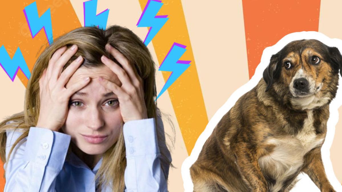 Köpekler, Stresli Olup Olmadığımızı Gerçekten Koklayarak Anlayabiliyor mu? İşte Bilim Dünyasından Gelen Şaşırtıcı Cevap