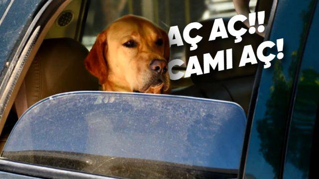 Bazı Arabaların Arka Camları Neden Tam Açılmaz? (Güvenlikle İlgisi Yok)