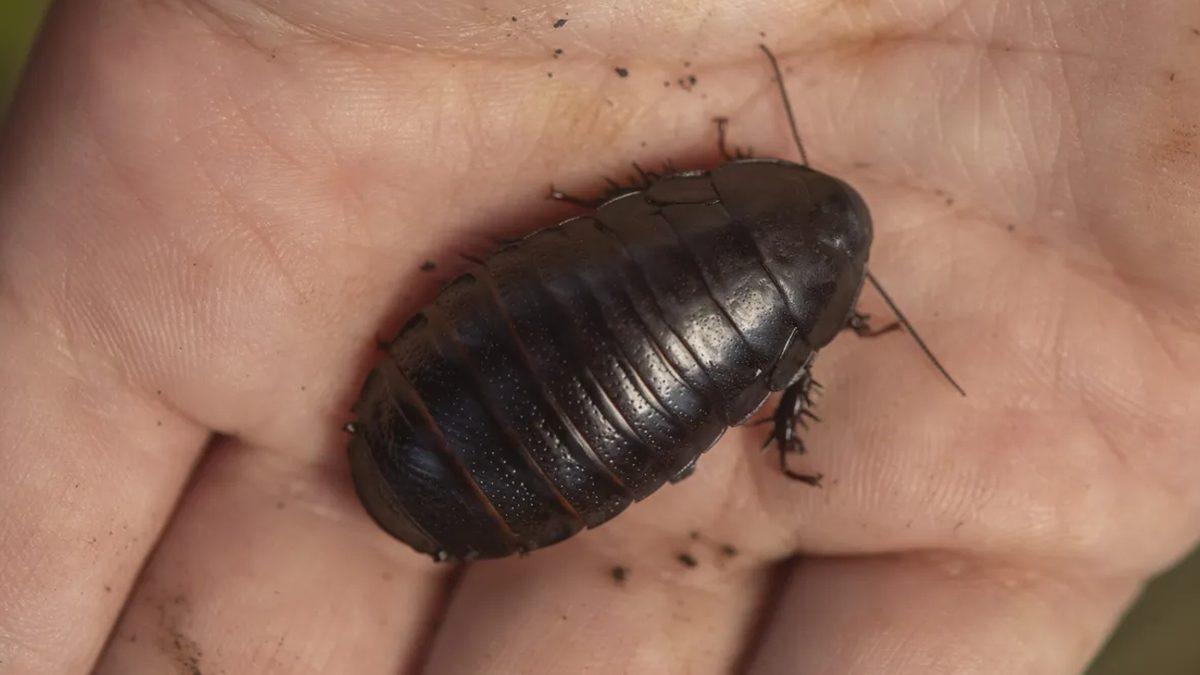 80 Yıldan Fazla Süre Önce Yok Olduğu Düşünülüyordu: Hamam Böceğinin Bu Türü Yeniden Keşfedildi