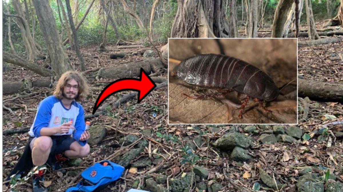 80 Yıldan Fazla Süre Önce Yok Olduğu Düşünülüyordu: Hamam Böceğinin Bu Türü Yeniden Keşfedildi