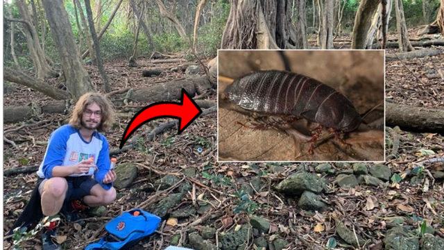 80 Yıldan Fazla Süre Önce Yok Olduğu Düşünülüyordu: Hamam Böceğinin Bu Türü Yeniden Keşfedildi