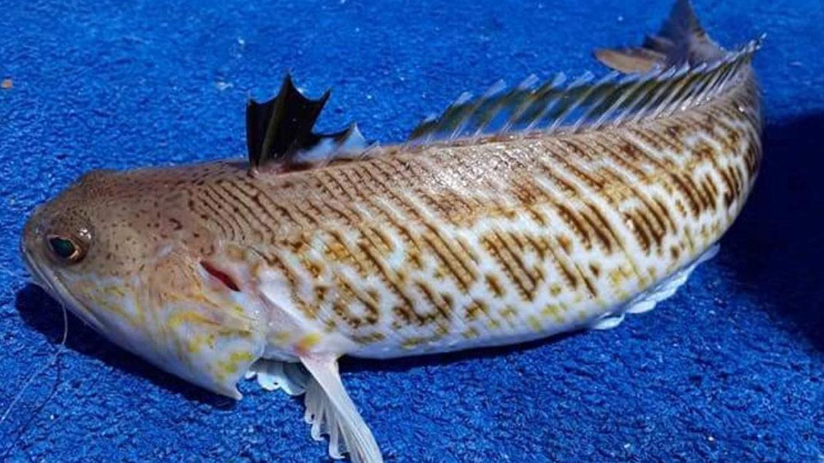 Prof. Dr. Özgür Demirtaş’ın Gündeme Getirdiği ve Oldukça Zehirli Bir Tür Olan Trakonya Balığı Nedir?