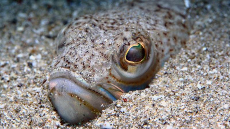 Prof. Dr. Özgür Demirtaş’ın Gündeme Getirdiği ve Oldukça Zehirli Bir Tür Olan Trakonya Balığı Nedir?