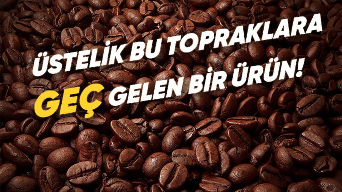Kahverenginin Adı Kahveden Geliyorsa Kahve Olmadan Önce Bu Renge Ne Diyorduk?