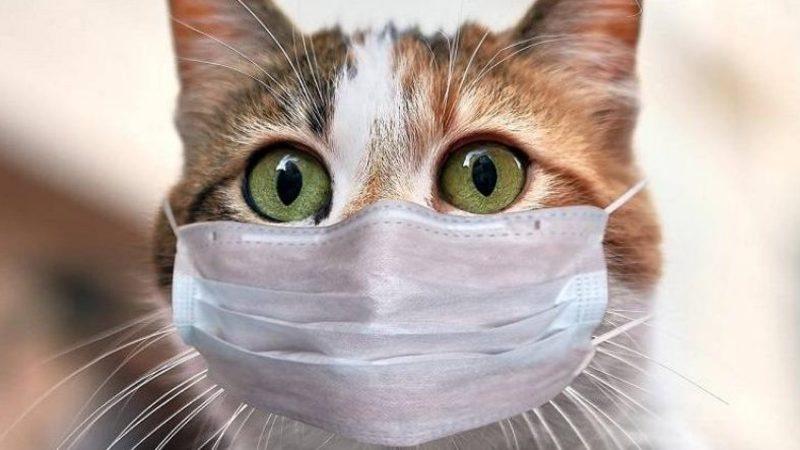 Kedilerin COVID-19’a Karşı Köpeklere Kıyasla Daha Savunmasız Olduğu Ortaya Çıktı