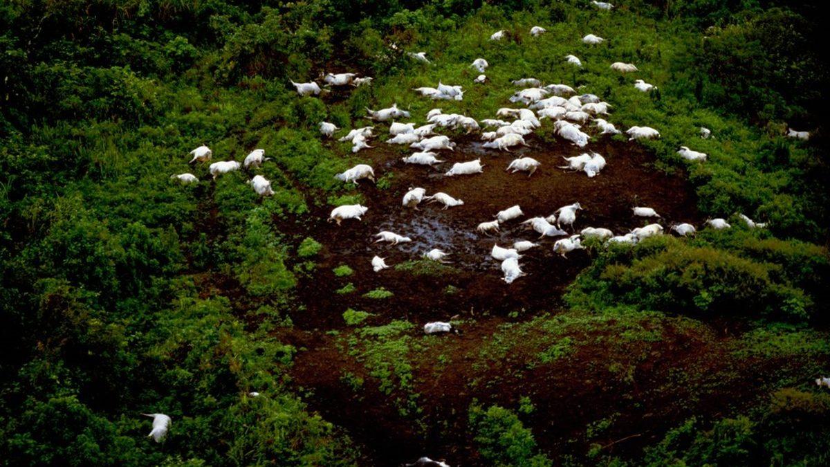 Afrika’da Bir Anda Belirip 1746 İnsanı ve 3500 Hayvanı Öldüren Gizemli Gaz Bulutu