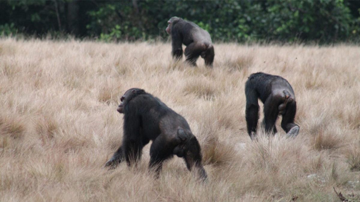 Bilim İnsanları İlk Kez Şempanzelerin Gorilleri Öldürdüğüne Tanık Oldu