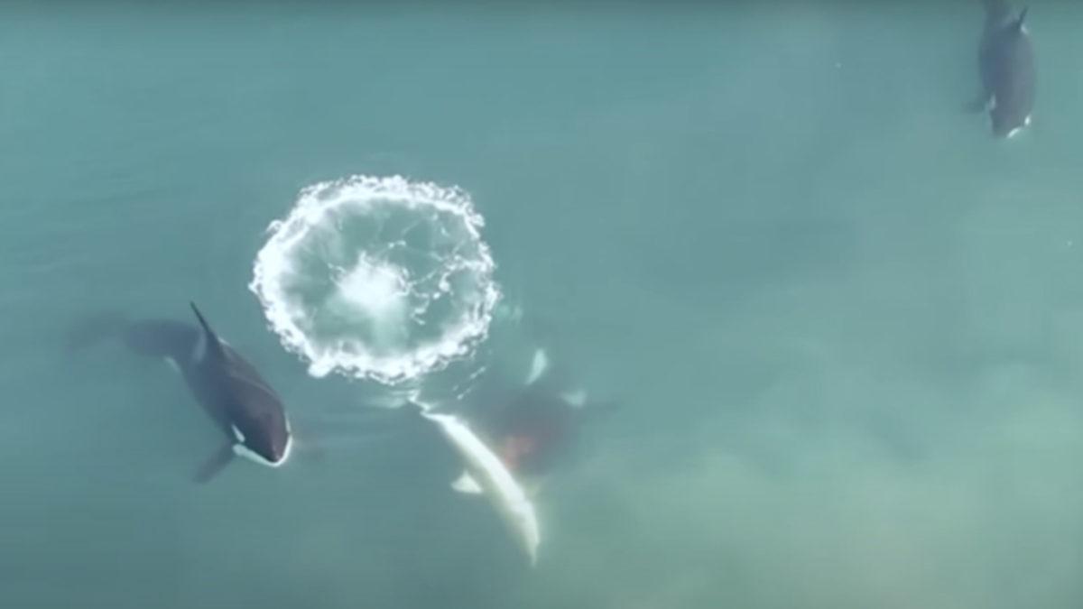 Okyanusların En Büyük 2 Katili Karşı Karşıya: Katil Balinalar, İlk Kez ’Büyük Beyaz Köpek Balığı’ Avlarken Görüntülendi [Video]