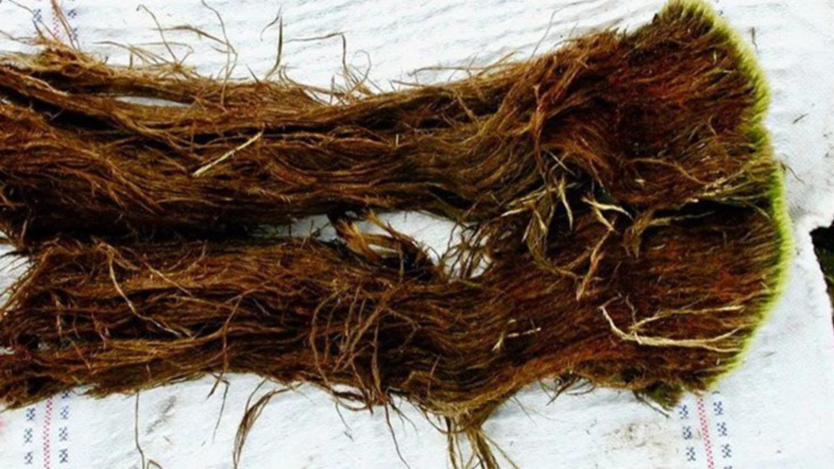 Tibet Buzullarında 15 Bin Yıllık Virüsler Keşfedildi