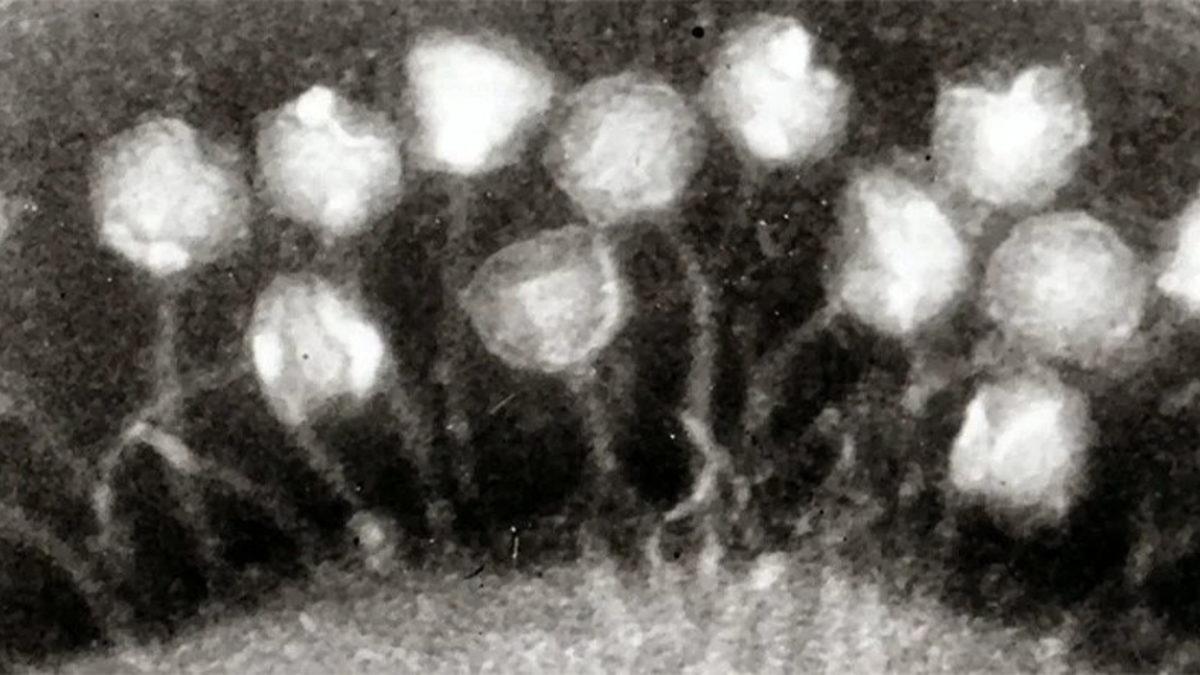 Tibet Buzullarında 15 Bin Yıllık Virüsler Keşfedildi