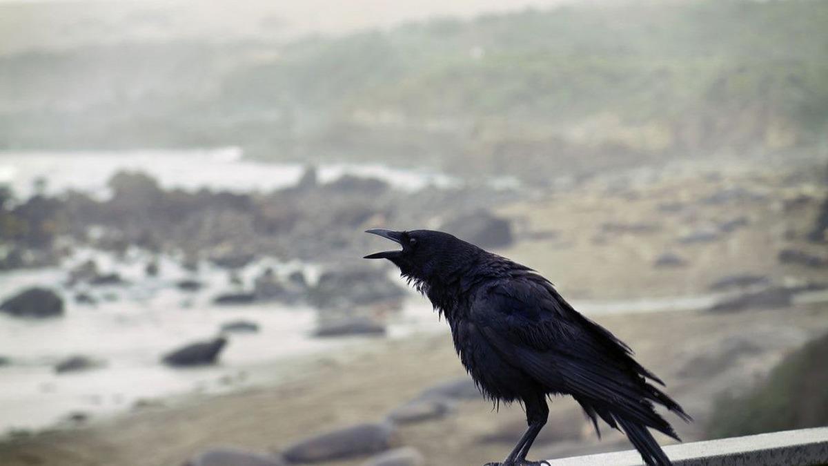 ’Yok’tan Anlıyorlar: Kargaların ‘Sıfır’ Kavramını Anlayabilecek Kadar Zeki Olduğu Ortaya Çıktı