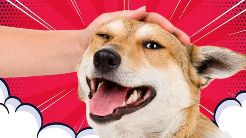 Köpek Sevmenin İnsanı Mutlu Ettiği Bilimsel Olarak Kanıtlandı