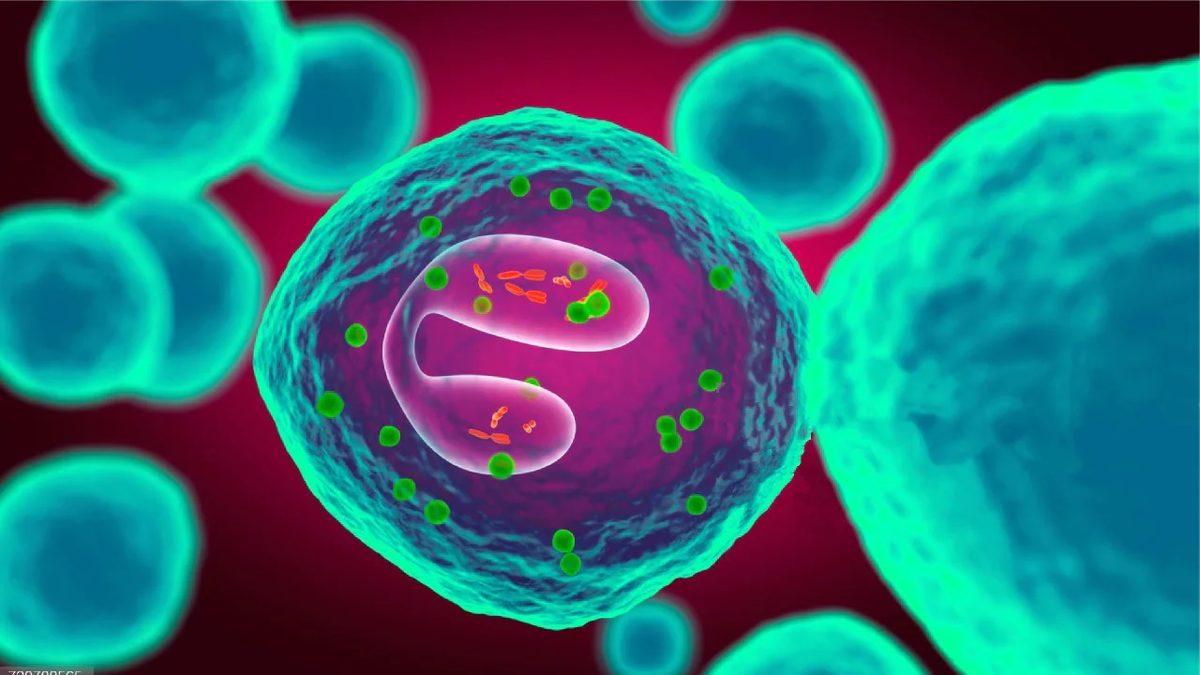 Vücudumuzun Savunma Mekanizması İçin Çok Önemli Olan ’Eozinofil (EOS)’ Nedir, Yüksekliği ve Düşüklüğü Ne Anlama Gelir?