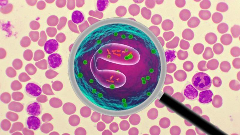 Vücudumuzun Savunma Mekanizması İçin Çok Önemli Olan ’Eozinofil (EOS)’ Nedir, Yüksekliği ve Düşüklüğü Ne Anlama Gelir?