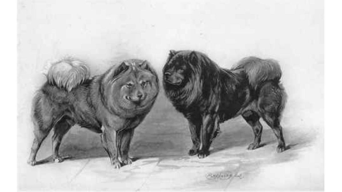 Tarihteki En Eski Köpek Irklarından Biri Olan Çin Aslanlarının Özellikleri Hakkında 9 İlginç Bilgi