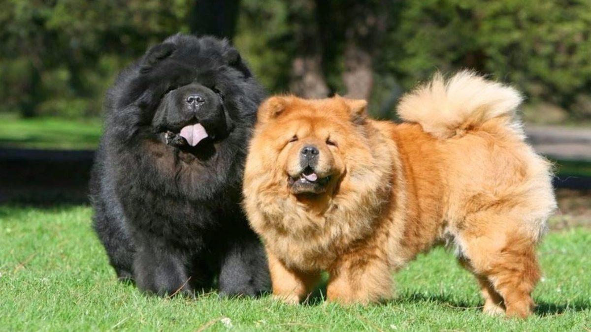 Tarihteki En Eski Köpek Irklarından Biri Olan Çin Aslanlarının Özellikleri Hakkında 9 İlginç Bilgi