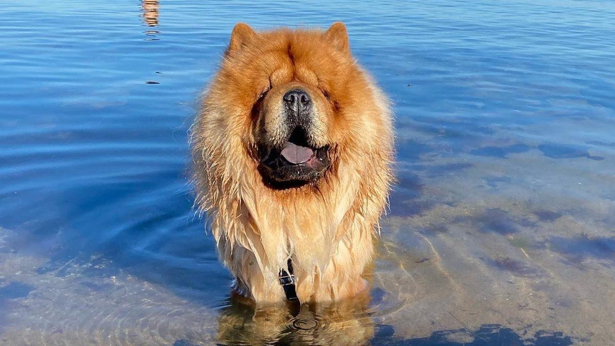 Tarihteki En Eski Köpek Irklarından Biri Olan Çin Aslanlarının Özellikleri Hakkında 9 İlginç Bilgi