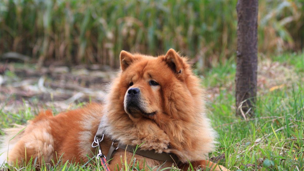 Tarihteki En Eski Köpek Irklarından Biri Olan Çin Aslanlarının Özellikleri Hakkında 9 İlginç Bilgi