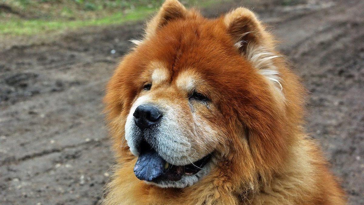 Tarihteki En Eski Köpek Irklarından Biri Olan Çin Aslanlarının Özellikleri Hakkında 9 İlginç Bilgi