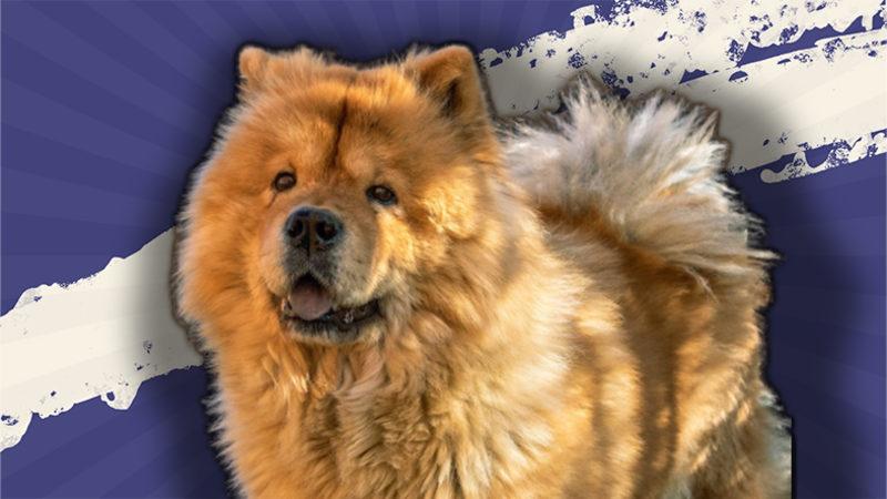 Tarihteki En Eski Köpek Irklarından Biri Olan Çin Aslanlarının Özellikleri Hakkında 9 İlginç Bilgi