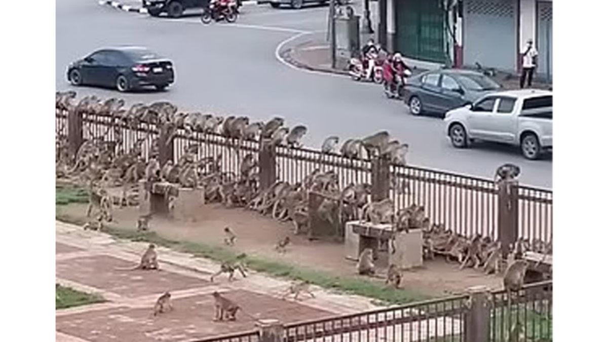 Adeta Maymunlar Cehennemi: Tayland’da Maymun Çeteleri Yolları ve Binaları Ele Geçirdi