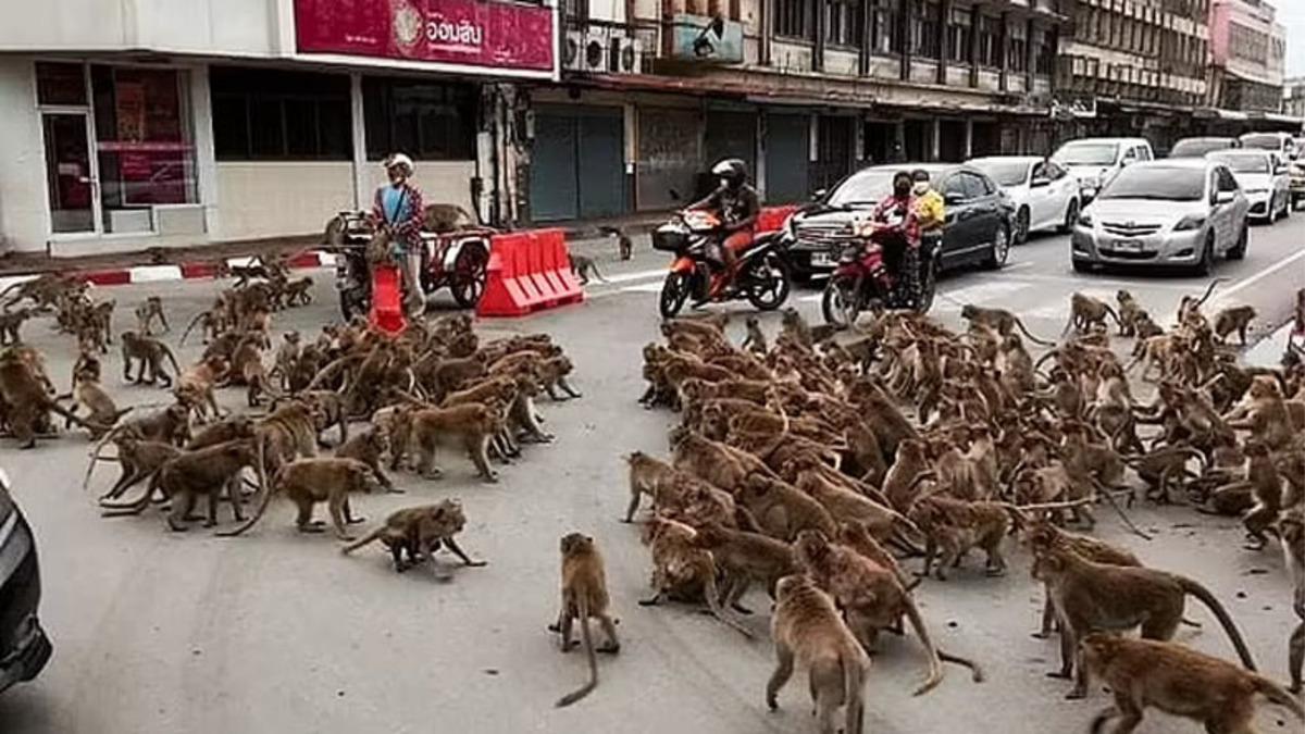 Adeta Maymunlar Cehennemi: Tayland’da Maymun Çeteleri Yolları ve Binaları Ele Geçirdi