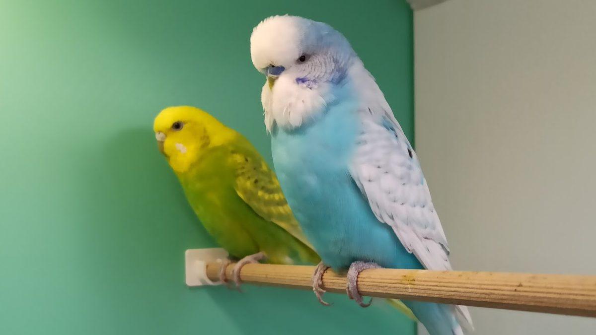 Konuşmaya Bir Başladı mı Sohbetine Doyum Olmayan Muhabbet Kuşları Nasıl Eğitilir?