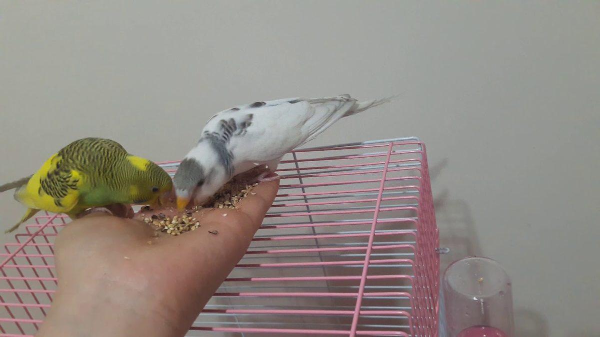 Konuşmaya Bir Başladı mı Sohbetine Doyum Olmayan Muhabbet Kuşları Nasıl Eğitilir?