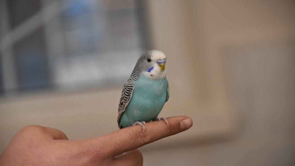 Konuşmaya Bir Başladı mı Sohbetine Doyum Olmayan Muhabbet Kuşları Nasıl Eğitilir?