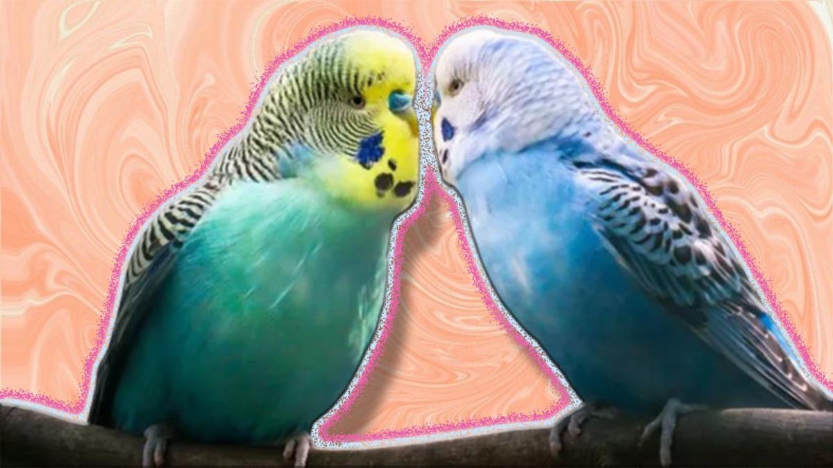 Konuşmaya Bir Başladı mı Sohbetine Doyum Olmayan Muhabbet Kuşları Nasıl Eğitilir?