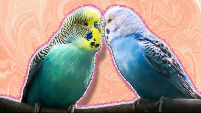 Konuşmaya Bir Başladı mı Sohbetine Doyum Olmayan Muhabbet Kuşları Nasıl Eğitilir?