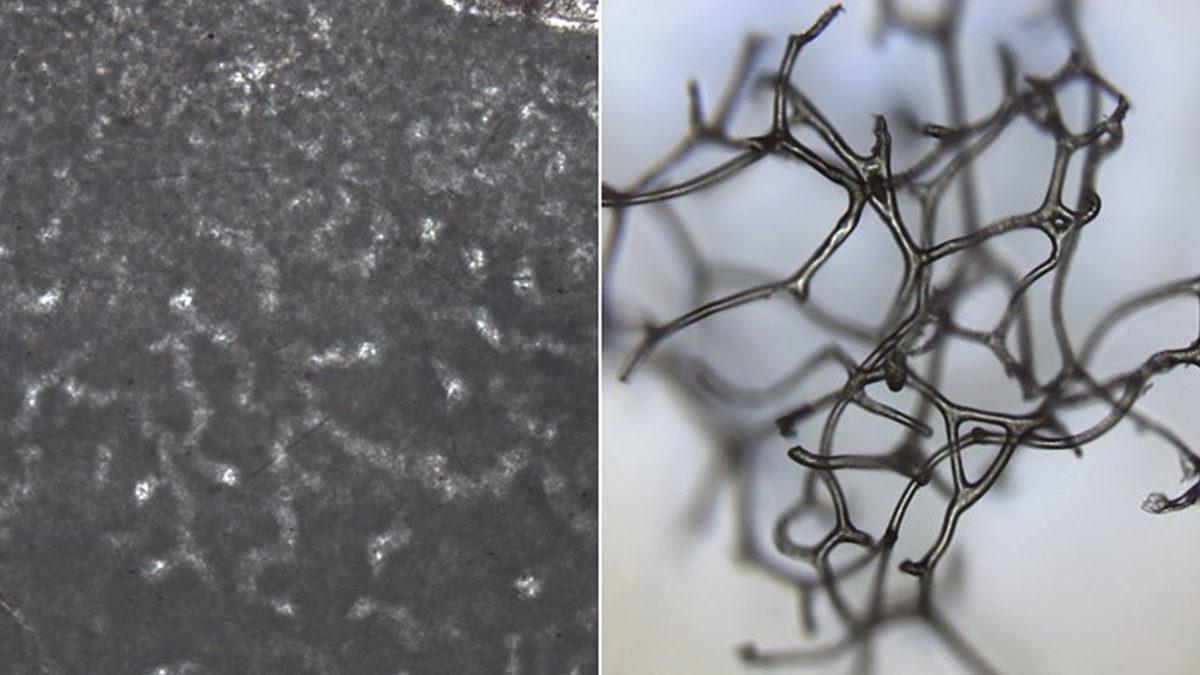 Dünyanın Bilinen En Eski Hayvan Fosili Keşfedildi: 890 Milyon Yıl Yaşında