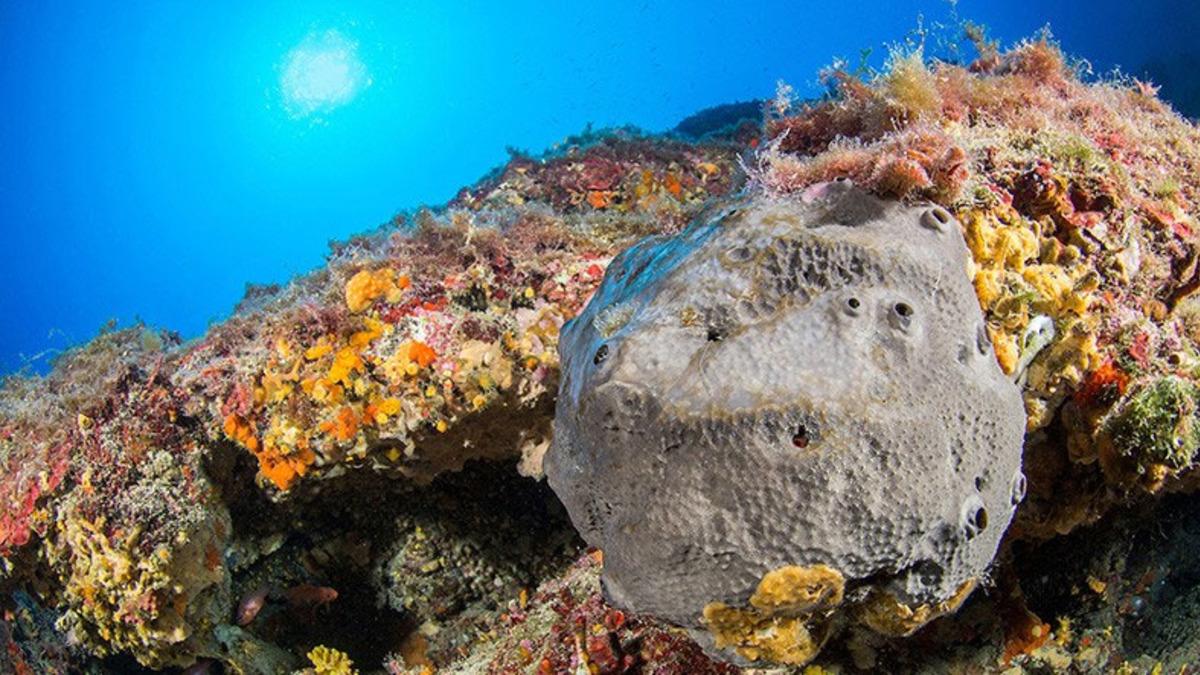 Dünyanın Bilinen En Eski Hayvan Fosili Keşfedildi: 890 Milyon Yıl Yaşında