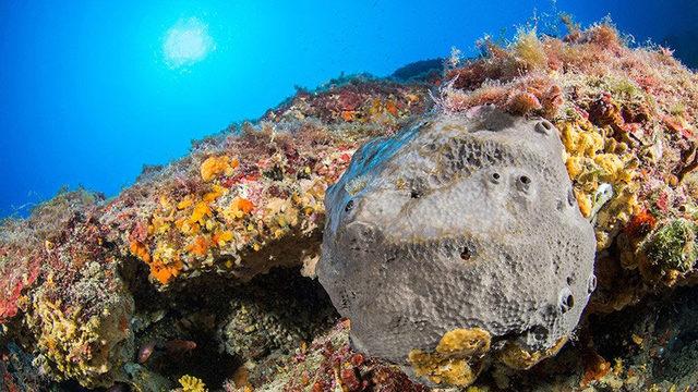 Dünyanın Bilinen En Eski Hayvan Fosili Keşfedildi: 890 Milyon Yıl Yaşında