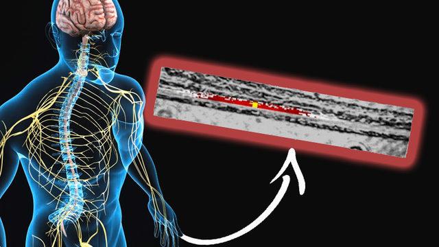 Beynimizden Gönderilen ’Sinir Sinyalleri’ İlk Kez Görüntülendi [Video]