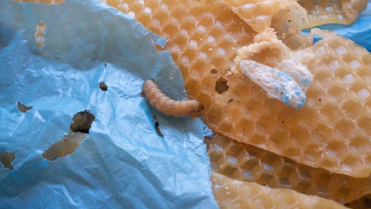 Plastik Çöpleri ’Doğal’ Yollarla Yok Edebilecek Bir Canlı Keşfedildi (Ama Yanlışlıkla)