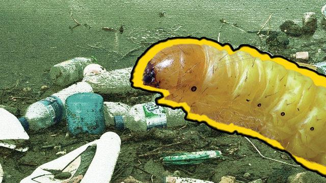 Plastik Çöpleri ’Doğal’ Yollarla Yok Edebilecek Bir Canlı Keşfedildi (Ama Yanlışlıkla)