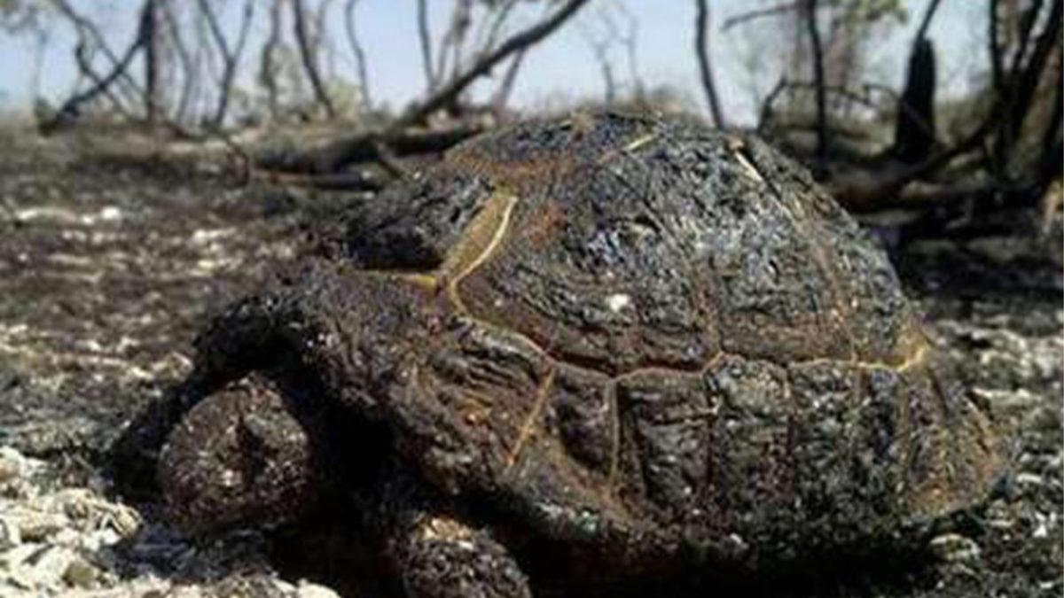 Sosyal Medyada Paylaşılan ’Sahte’ Manavgat Yangını Fotoğrafları Aslında Nerede ve Ne Zaman Çekildi?