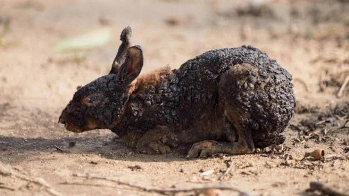 Sosyal Medyada Paylaşılan ’Sahte’ Manavgat Yangını Fotoğrafları Aslında Nerede ve Ne Zaman Çekildi?