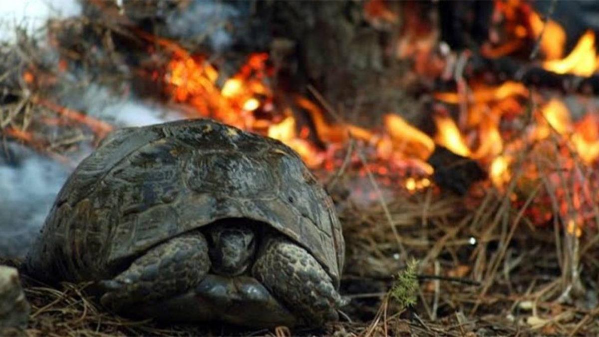 Sosyal Medyada Paylaşılan ’Sahte’ Manavgat Yangını Fotoğrafları Aslında Nerede ve Ne Zaman Çekildi?