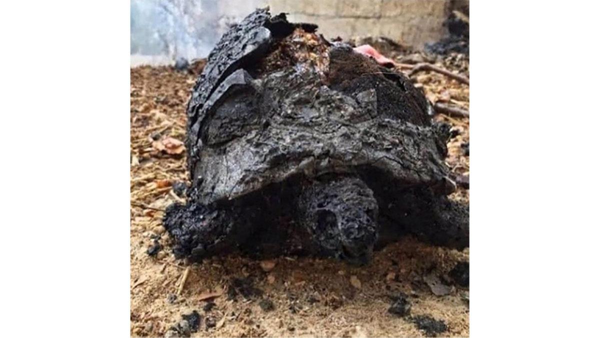 Sosyal Medyada Paylaşılan ’Sahte’ Manavgat Yangını Fotoğrafları Aslında Nerede ve Ne Zaman Çekildi?