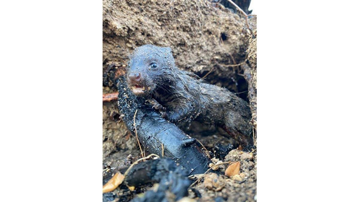 Sosyal Medyada Paylaşılan ’Sahte’ Manavgat Yangını Fotoğrafları Aslında Nerede ve Ne Zaman Çekildi?