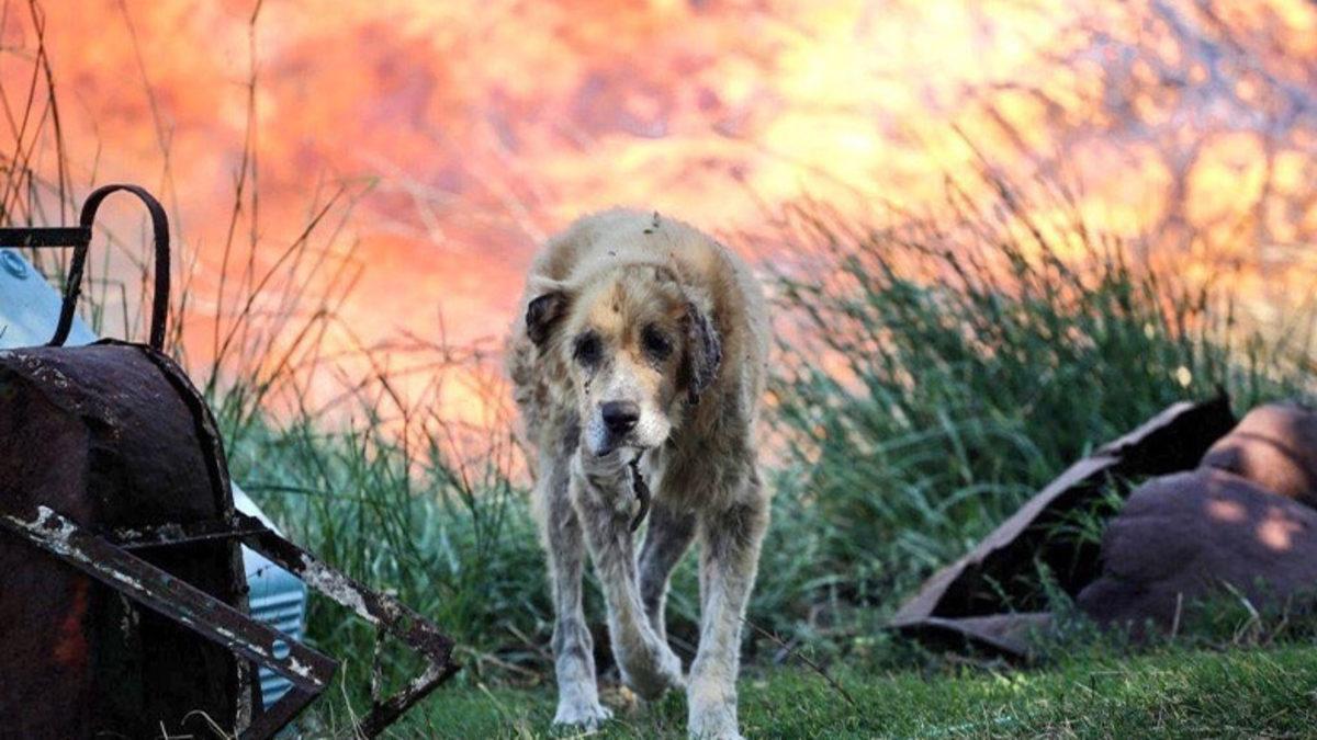 Sosyal Medyada Paylaşılan ’Sahte’ Manavgat Yangını Fotoğrafları Aslında Nerede ve Ne Zaman Çekildi?