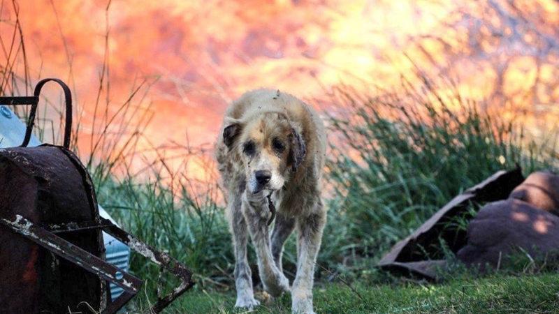 Sosyal Medyada Paylaşılan ’Sahte’ Manavgat Yangını Fotoğrafları Aslında Nerede ve Ne Zaman Çekildi?