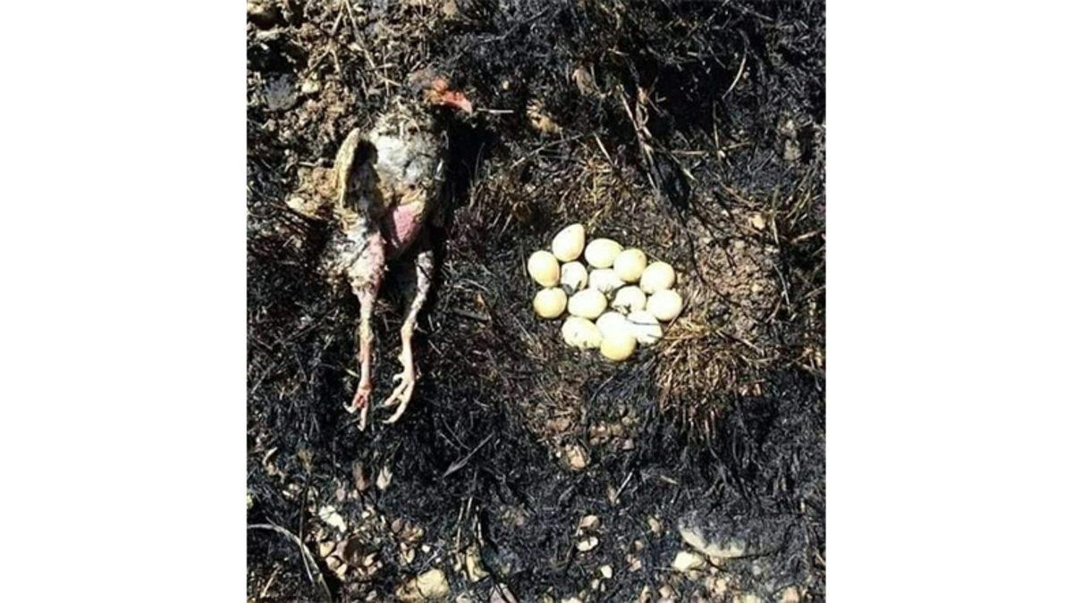 Sosyal Medyada Paylaşılan ’Sahte’ Manavgat Yangını Fotoğrafları Aslında Nerede ve Ne Zaman Çekildi?