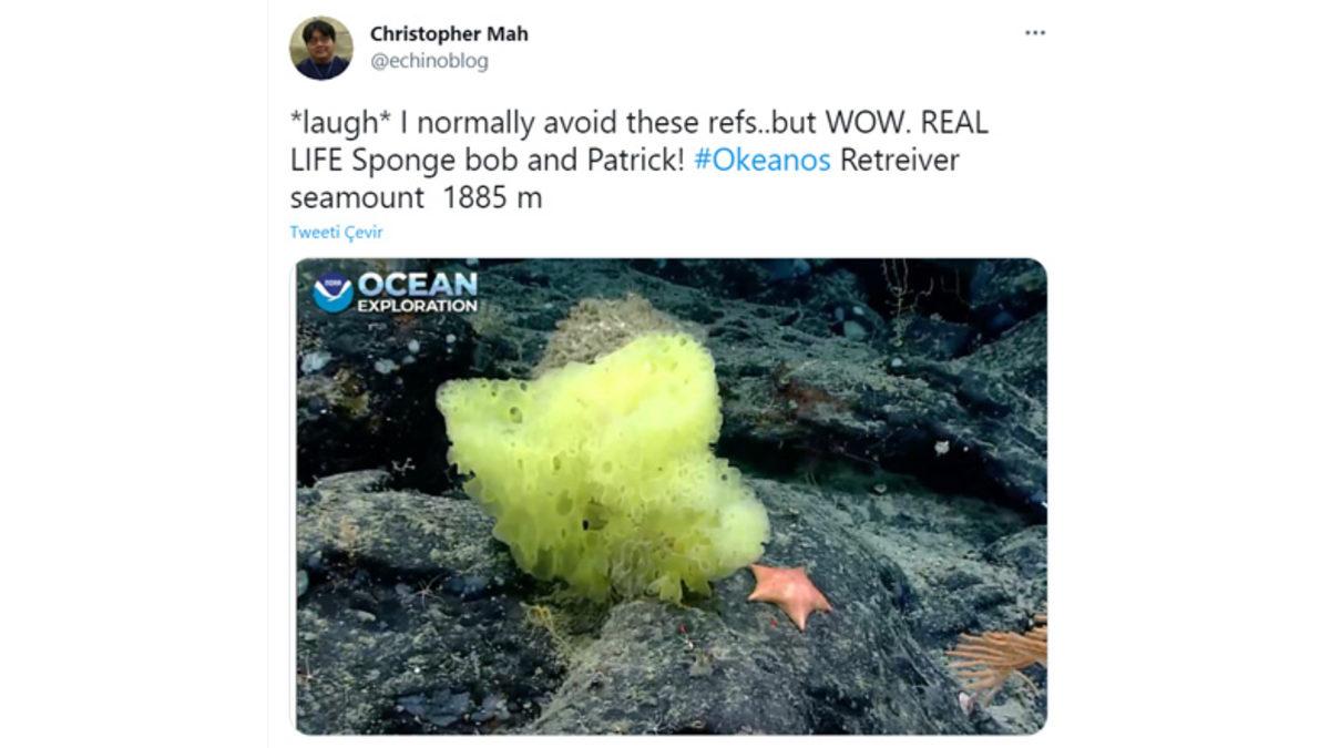 Atlas Okyanusu’nda Gerçek Sünger Bob ve Patrick Görüldü (Bu Sefer Arkadaş Değiller)